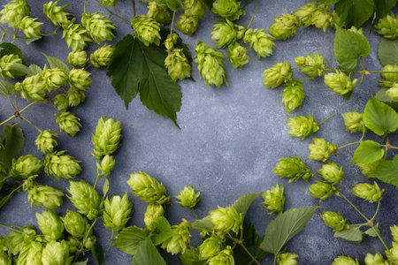 Hop branches on a gray background with space for text . The concept of beer production. Poster.