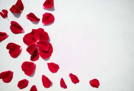 Red rose petals on a white background with space for text. Postcard.の写真素材