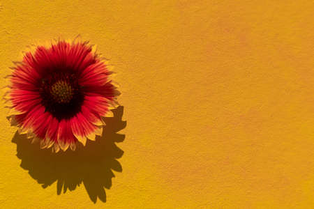 Gaillardia flower on a yellow background. Flat layout, top view, a place to copy. Postcard.の写真素材
