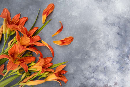 Orange lilies on a gray background with space for text. Postcard.の写真素材