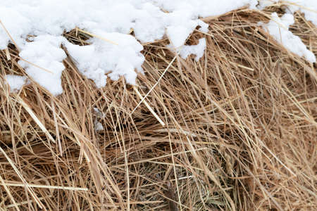 Background with dry grass in winter. Snow.A flat drawing with an empty space for text.の写真素材