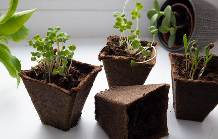 Photo of germinating seedlings ready for the greenhouse. Spring background. Seedlings in the spring...