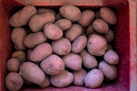 Amount of Fresh potatoes in red basketの写真素材