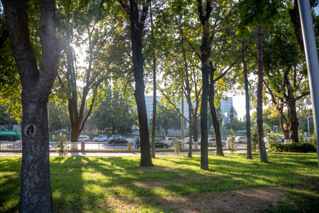 Green park with lawn and trees in a city at sunset, Uzbekistan