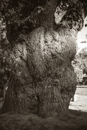 big tree roots in the city parkの写真素材