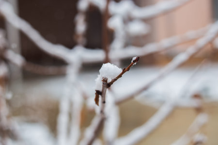 Branches in snow. New Year. Snowing. Winter Weather Christmassの写真素材