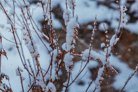 Branches in snow. New Year. Snowing. Winter Weather Christmassの写真素材