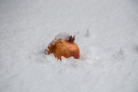 Fresh pomegranates on fresh snow background outdoorsの写真素材