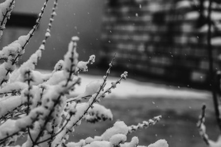 Branches in snow. New Year. Snowing. Winter Weather Christmassの写真素材