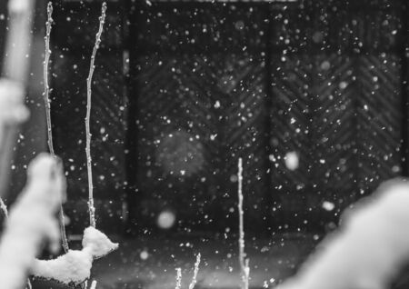 Branches in snow. New Year. Snowing. Winter Weather Christmassの写真素材