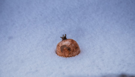 Fresh pomegranates on fresh snow background outdoorsの写真素材