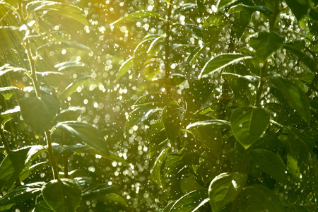 Background of bright green leaves of tree in water drops of rain in sunlight.の写真素材