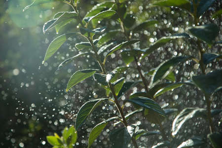 Tree in raindropsの写真素材