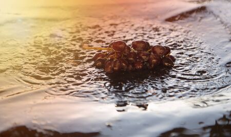 Close-up of fresh ripe grapes in puddle of water during rain.の写真素材