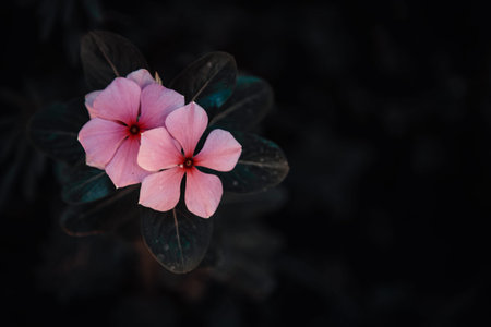 From above two small pink blooming flowers on blurred background in nature.の写真素材