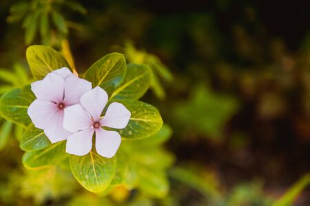 Close-up pink colored blooming small flowers in nature from above.の写真素材
