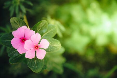 Close-up pink colored blooming small flowers in nature from above.の写真素材