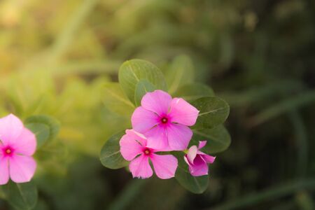 From above two small pink blooming flowers on blurred background in nature.の写真素材