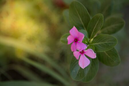 Close-up pink colored blooming small flowers in nature from above.の写真素材