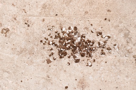 bird poo on the concrete floor textureの写真素材