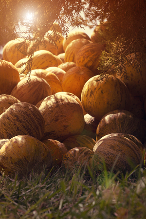 Different group of fresh ripe yellow sweet melons. Cantaloupe melons for sale in organic farm. Toned image.の写真素材