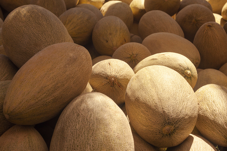 Different group of fresh ripe yellow sweet melons. Cantaloupe melons for sale in organic farm.の写真素材