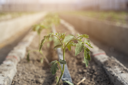 Rows of young tomato plants in a greenhouse. Agriculture concept. Commercial Greenhouse Tomato Productionの写真素材