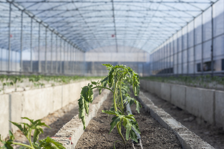 Rows of young tomato plants in a greenhouse. Agriculture concept. Commercial Greenhouse Tomato Productionの写真素材