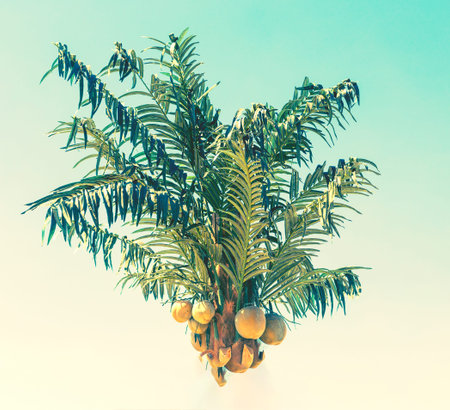 abstract view of palm tree. summer background. Tropical palm