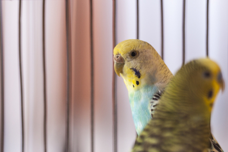 Green budgies in birdcage. Home. Parrots Funny Budgerigarの写真素材