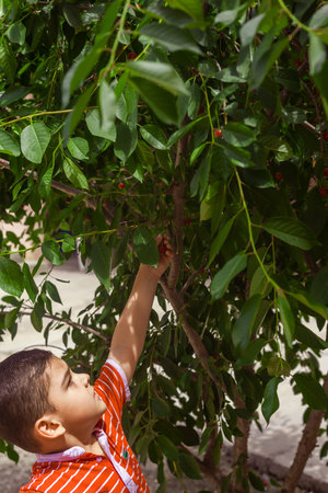Little kid picking cherries in the garden. 6-year old middle eastern boy picking raw cherry fruit. Family having fun at harvest time.の写真素材