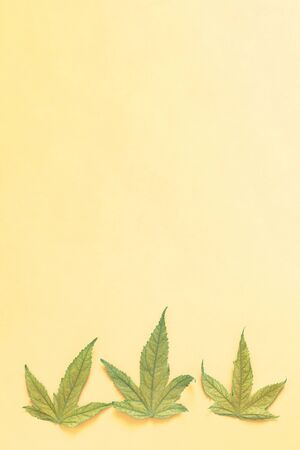 Cannabis plants, weed or marijuana leaves with copy spaceの写真素材