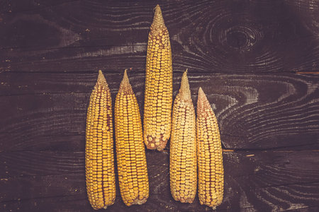 Shucked and cleaned sweet corn on black wood background. Sweet corn on desk.