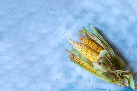 Corn bouquet on bright blue background. Bouquet made with partially shucked sweet corns with cobs....