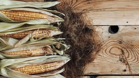 Fresh raw corn cobs on wooden background. Raw corn with skin. Sweet cornの写真素材