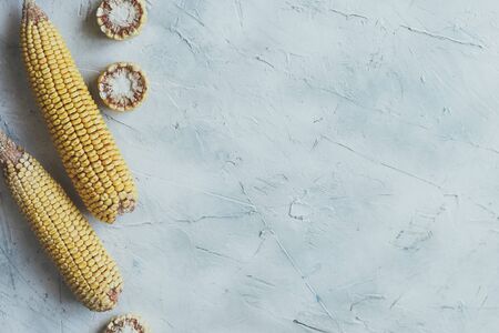 Shucked and cleaned sweet corns on bright blue background. Sweet corns on the desk. Sweet corns image for background usage with big copy space for textの写真素材