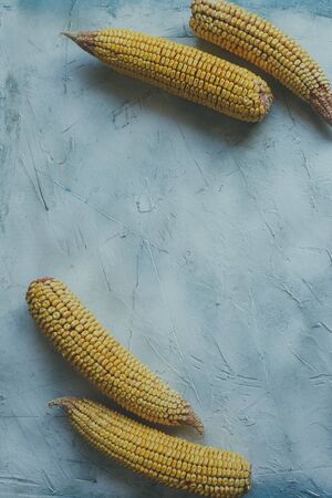 Shucked and cleaned sweet corns on bright blue background. Sweet corns on the desk. Sweet corns image for background usage with big copy space for textの写真素材