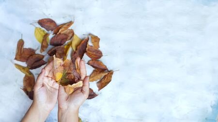 Woman holding autumn leaves.. Fall concept on bright background. Hand with fall leaves. Copy space for text and wordsの写真素材