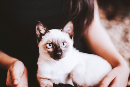 Siamese cat resting in the hands of the owner. A beautiful pussycat. playing with a pretty attractive girl. Young and cute female play with her blue-eyed Siamese kittenの写真素材
