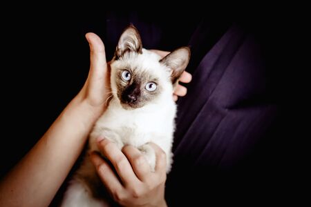 Siamese cat resting in the hands of the owner. A beautiful pussycat. playing with a pretty attractive girl. Young and cute female play with her blue-eyed Siamese kittenの写真素材