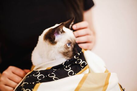 Siamese cat resting in the hands of the owner. A beautiful pussycat. playing with a pretty attractive girl. Young and cute female play with her blue-eyed Siamese kittenの写真素材