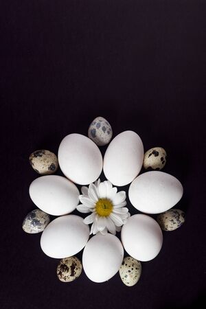 Beautiful arrangement of eggs on the black background with copy space. Chicken and Equal eggs circle arrangement with a cute daisy flower head in the center. Top viewの写真素材