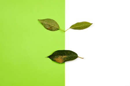 Creative nature face made with green leaves on a bright background. Concept of nature faceの写真素材