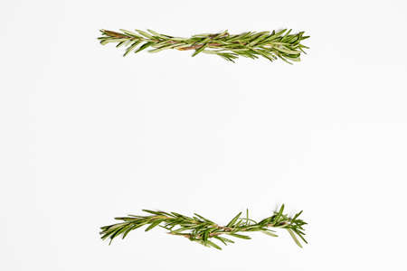 Fresh rosemary on white background. Twig of rosemary on a white with copy spaceの写真素材