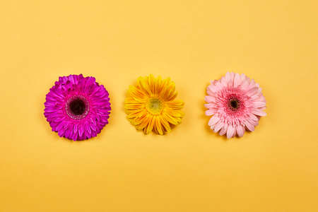 Colorful and fresh spring flowers on yellow. Beautiful daisy flowersの写真素材
