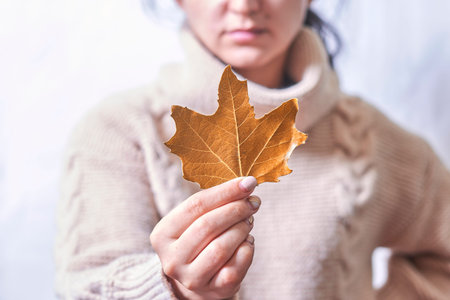 Woman holds in hand a fall leaf. Orange autumn leaf in the hands of a woman. Cropped shot of young...
