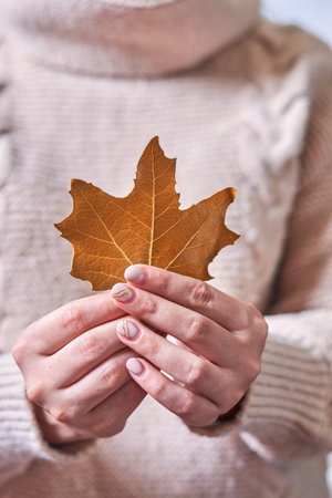Woman holds in hand a fall leaf. Orange autumn leaf in the hands of a woman. Cropped shot of young...