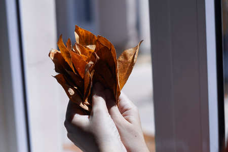 Woman hands hold a pile of fall leaves near the windows. Autumnal conceptの写真素材