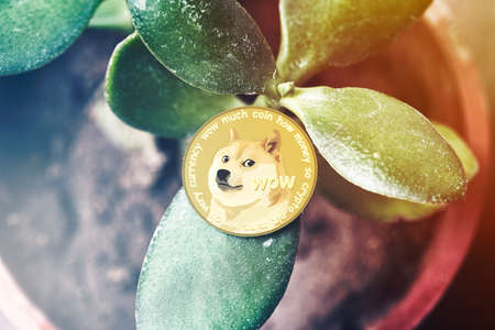Investing money in cryptocurrency. Green homeplant in the pot and golden Dogecoin on it. Symbol of Dogecoin price growth. Crypto price boom. House plant with coin of Dogecoinの写真素材
