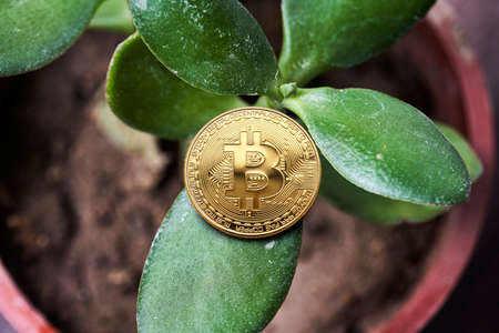 Investing money in cryptocurrency. Green homeplant in the pot and golden bitcoin on it. Symbol of bitcoin price growth. Crypto price boom. House plant with coin of bitcoinの写真素材